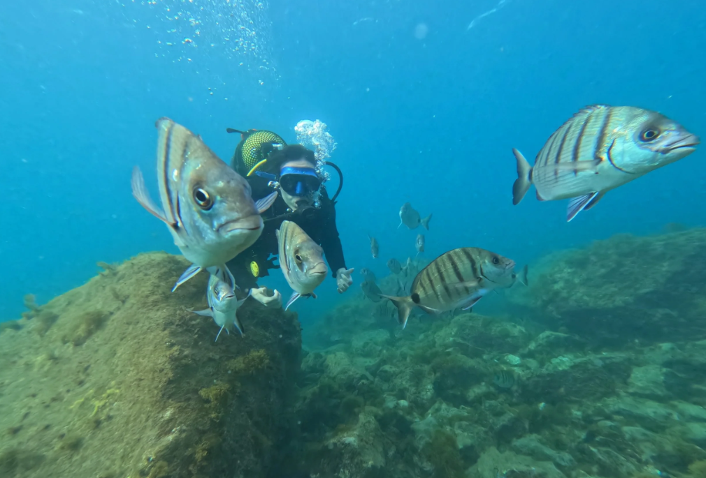 Diving in Playa Blanca & Puerto del Carmen